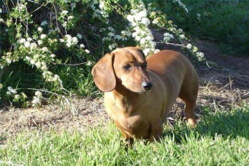 Cómo rescatar a un Dachshund