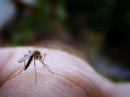 Todo Receta natural repelente de mosquitos con aceite de limón