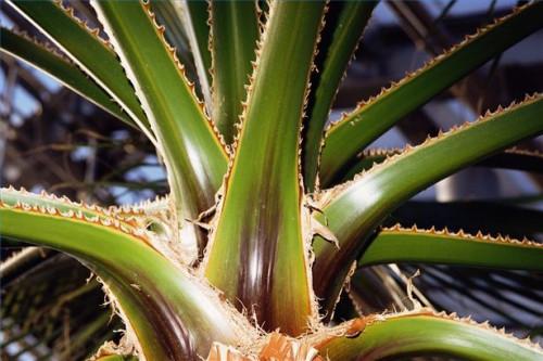 Cómo usar el Aloe Vera para promover el crecimiento del pelo