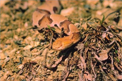 Cómo detectar una serpiente de Copperhead