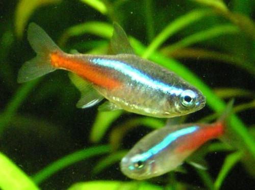 Cómo mantener Neon Tetras