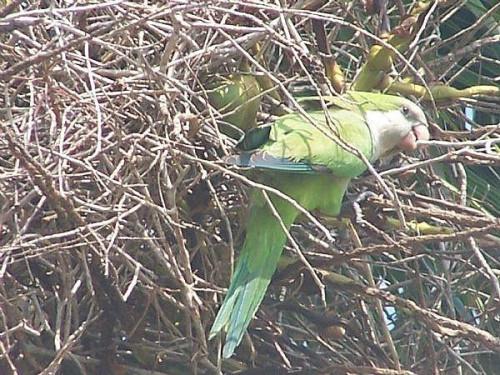 Cómo ver loros silvestres en los EE.UU. de A