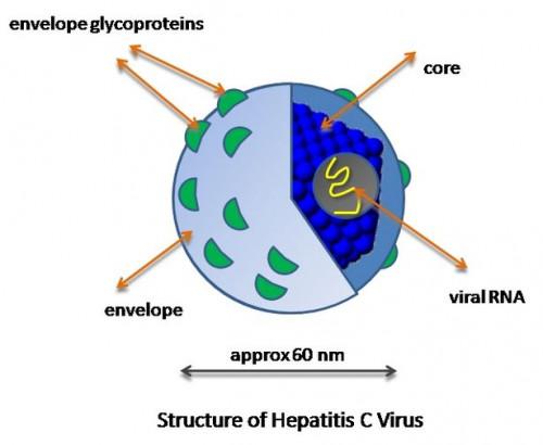 Estructura del virus de la hepatitis C