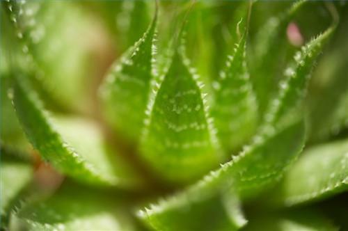 Cómo usar el Aloe Vera para tratar el pie de atleta