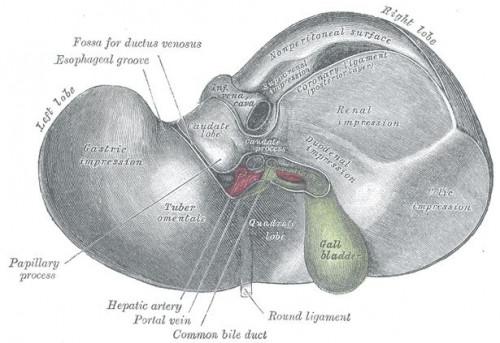 Las causas de cirrosis