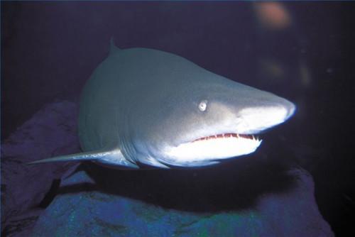 Cómo hacer frente a un miedo a los tiburones