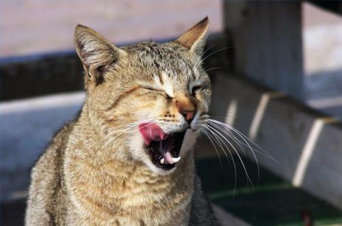 Productos que tratan los gusanos intestinales en perros y gatos