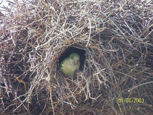 Cómo ver loros silvestres en los EE.UU. de A