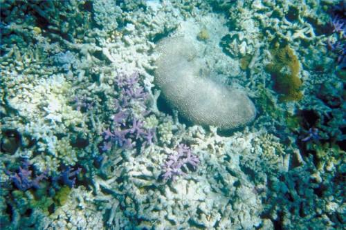 Cómo enseñar a los niños acerca de los arrecifes de coral