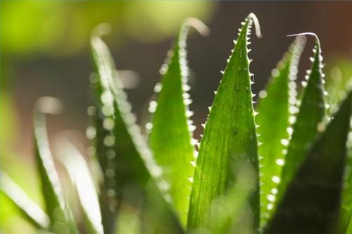 Cómo usar el Aloe Vera para tratar el eccema