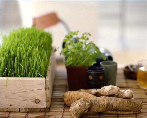 Cómo planificar su jardín de hierbas medicinales