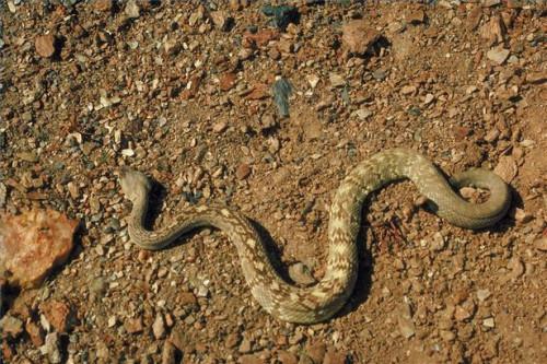 Cómo tratar una mordedura de serpiente de cascabel