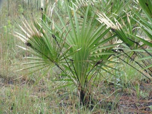 Beneficios para la salud de Saw Palmetto?