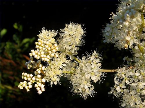 Herbal Neuropatía Curas