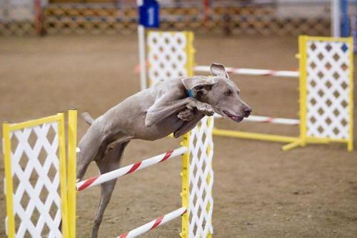 Cómo ejecutar un curso de la carrera de obstáculos de la agilidad