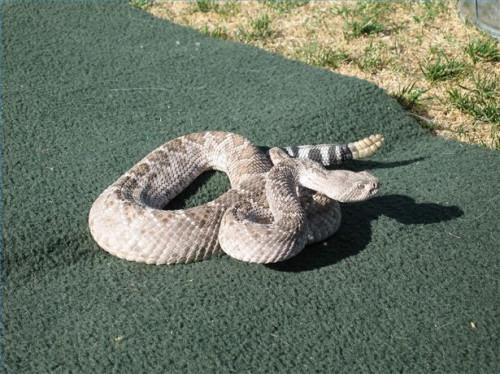 Cómo reaccionar a una serpiente de cascabel